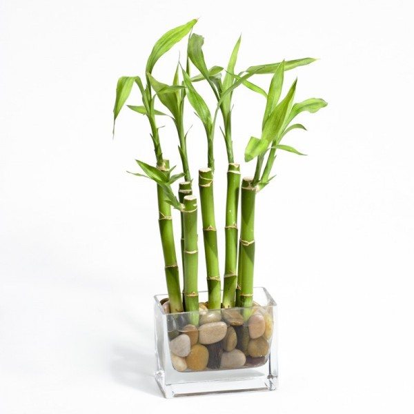 bambu-da-sorte-vaso